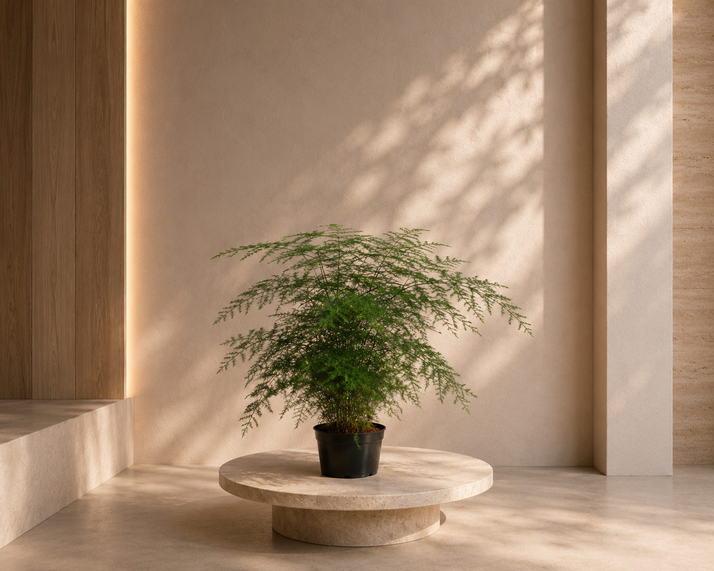 Asparagus Fern
