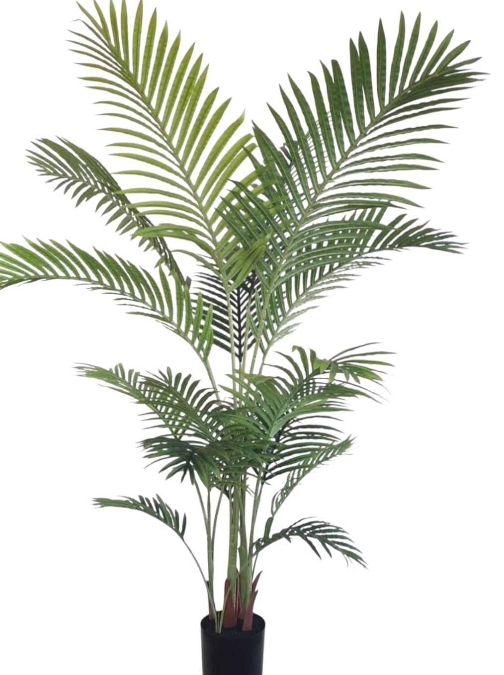 Areca Palm
