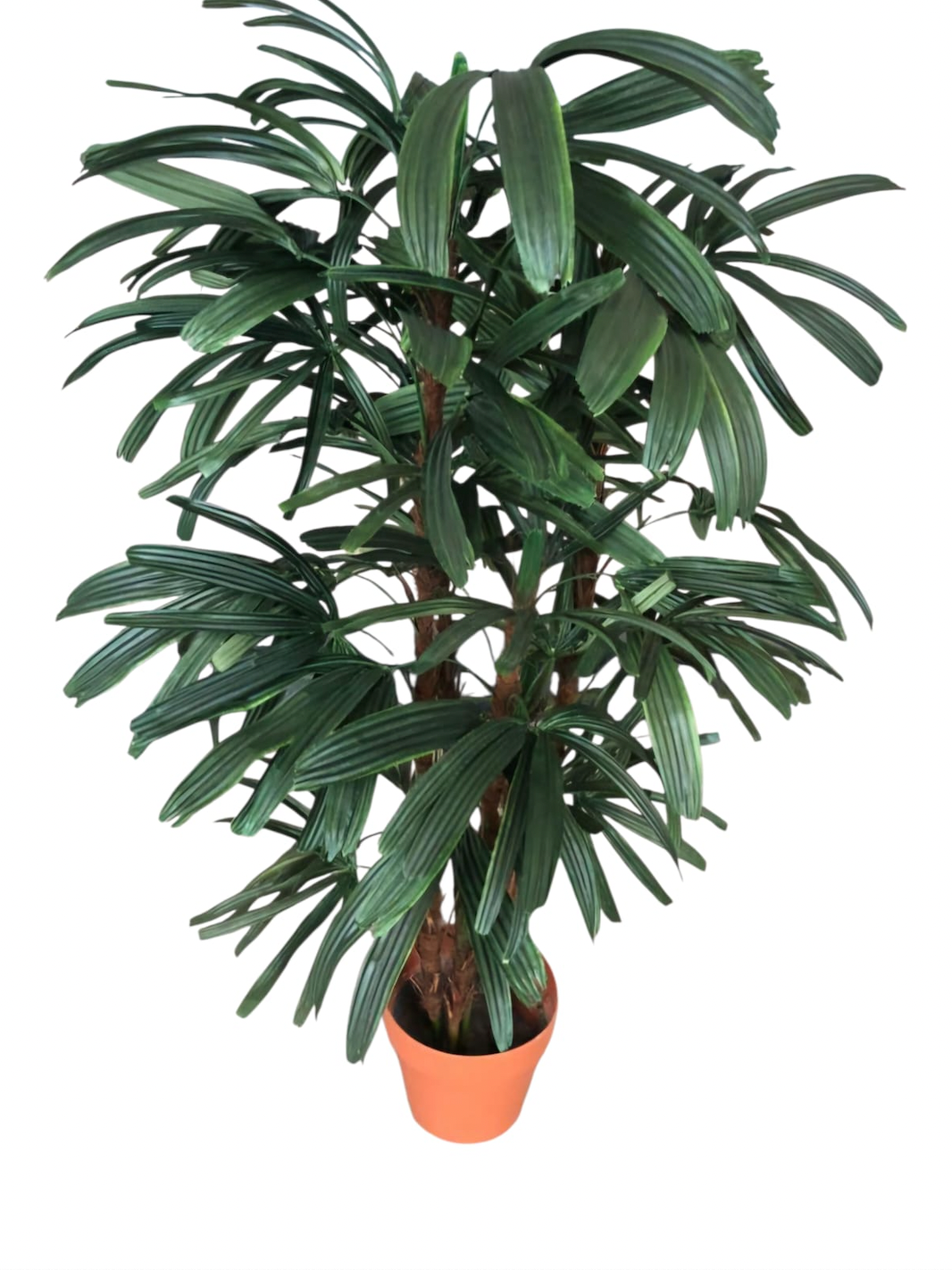 Rhapis Excelsa (Broadleaf Lady Palm)