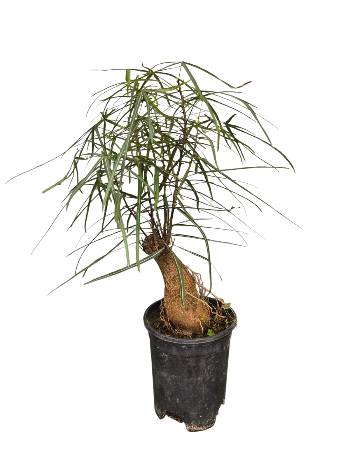 Brachychiton Rupestris (Bottle Tree)