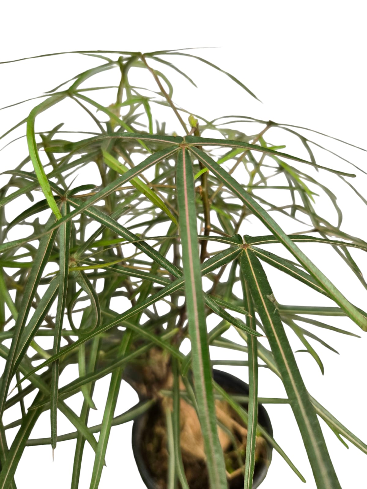 Brachychiton Rupestris (Bottle Tree)