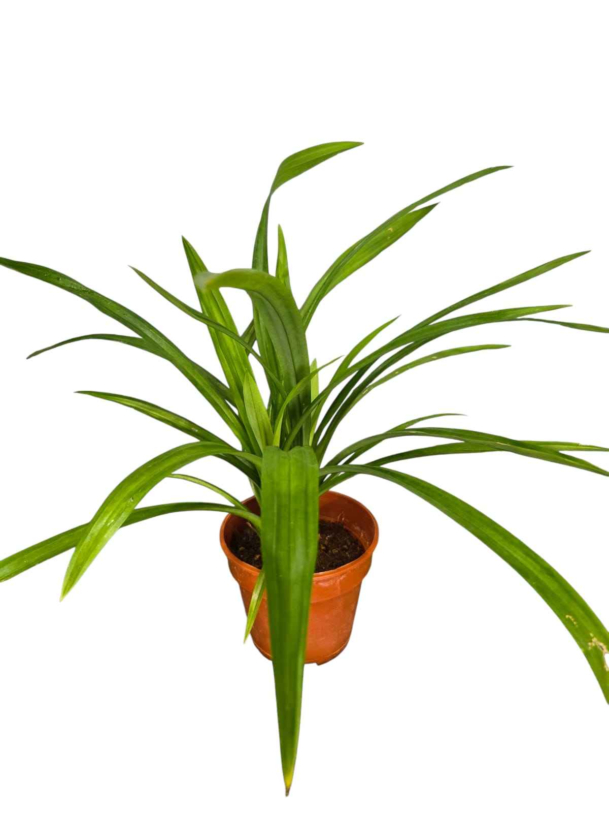 Pandan