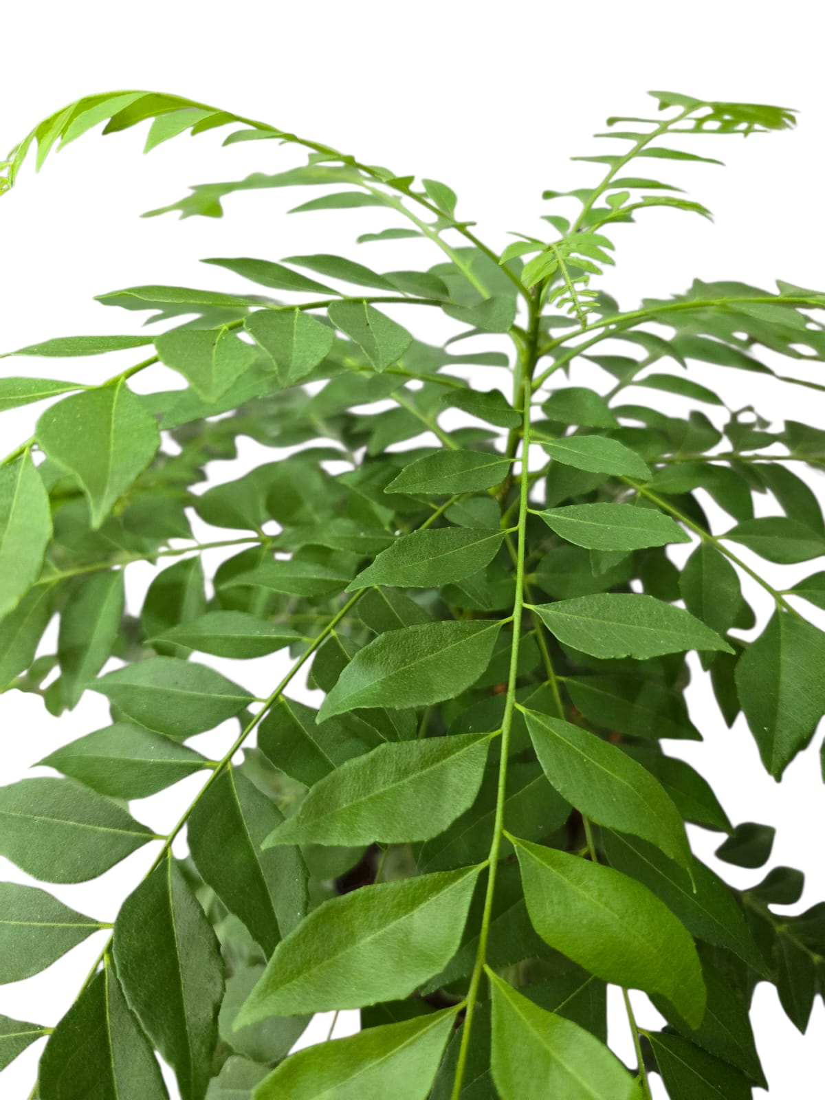 Curry Plant (Large)