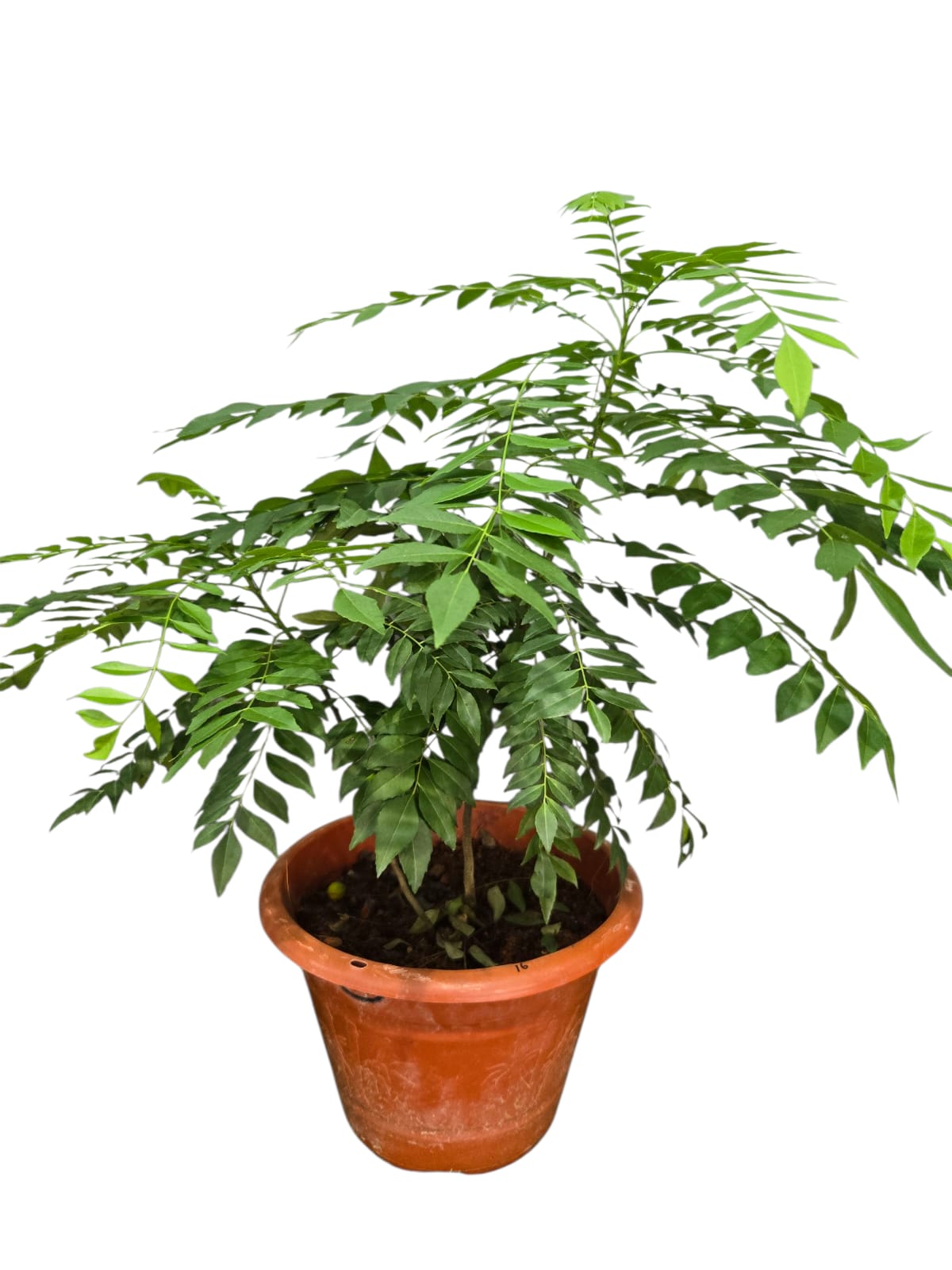 Curry Plant (Large)