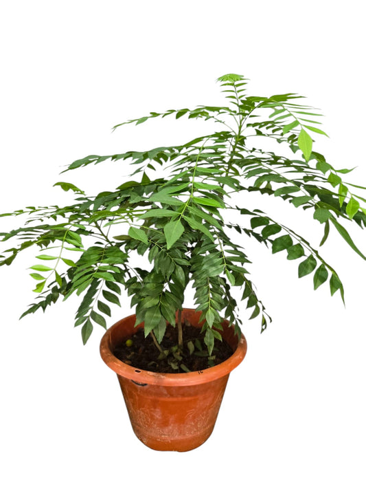 Curry Plant (Large)