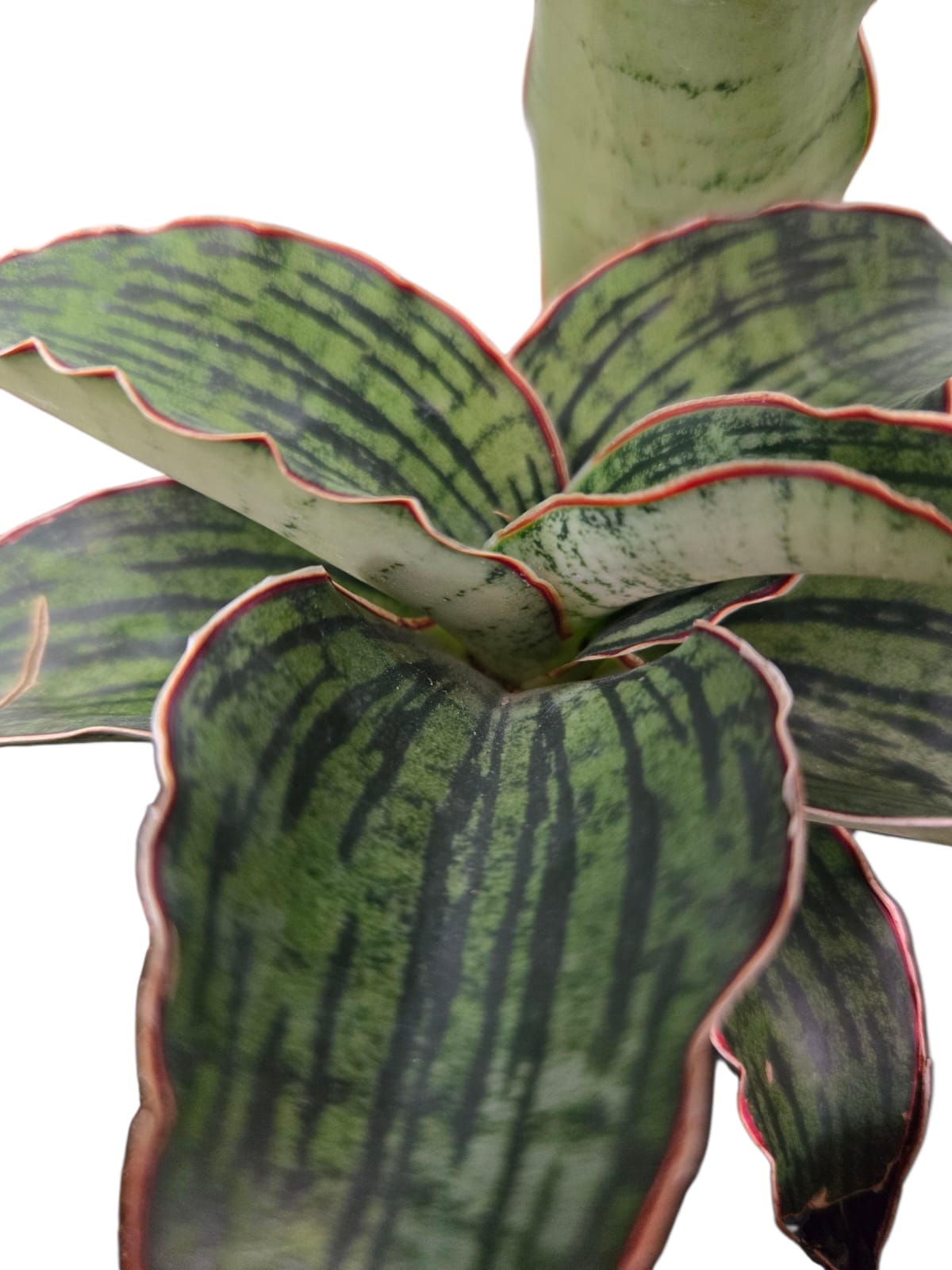 Sansevieria Cleopatra
