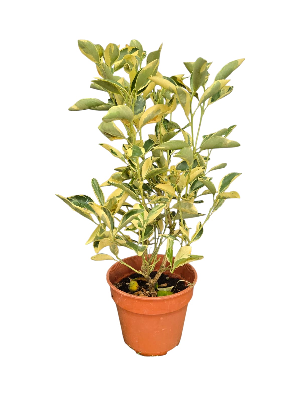 Variegated Lime Plant