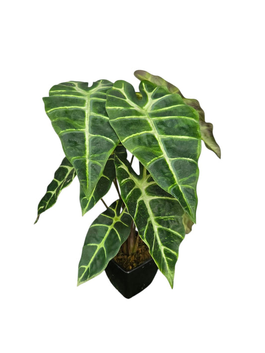 Alocasia Amazonica