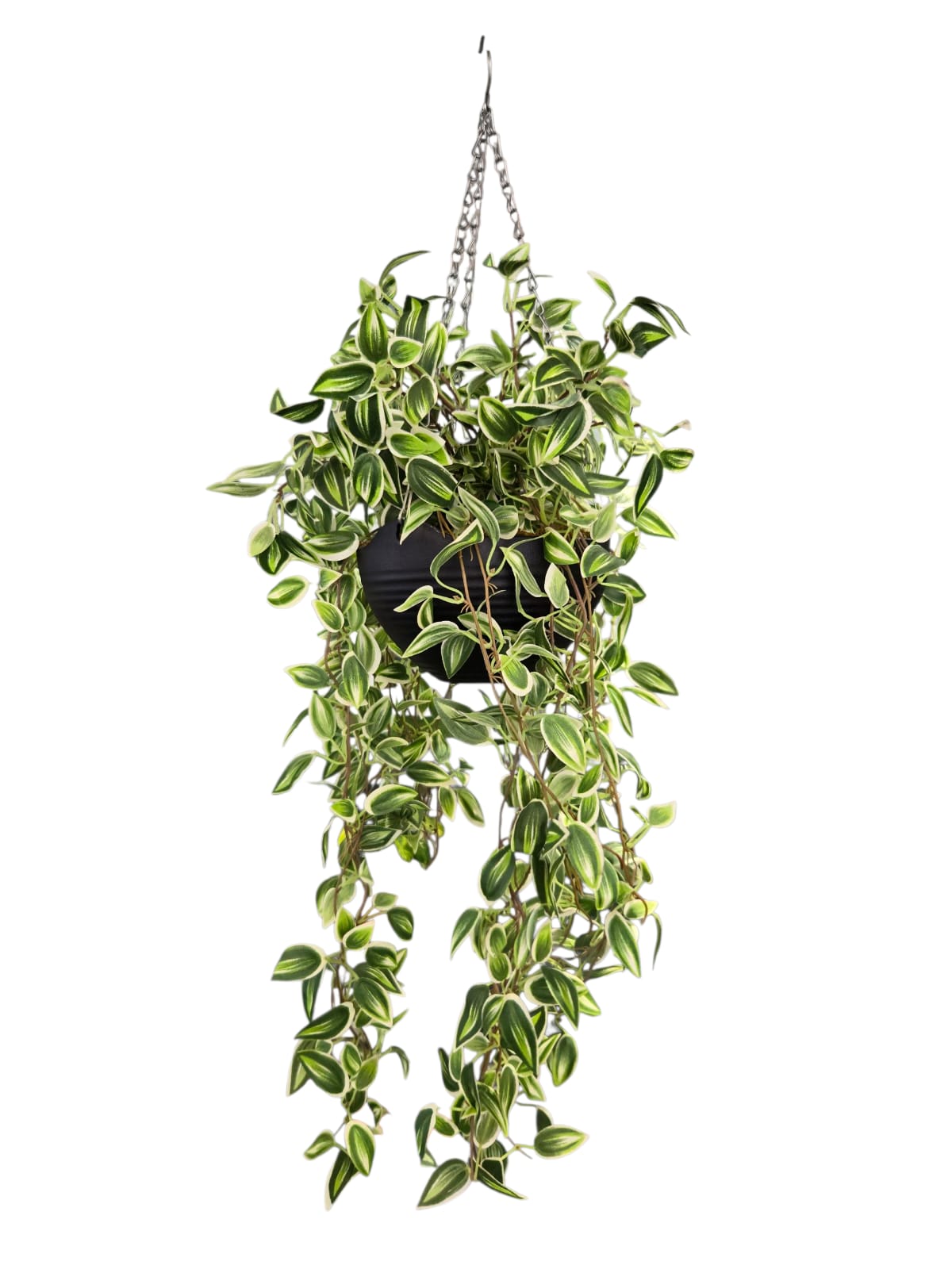 Tradescantia Fluminensis Variegated