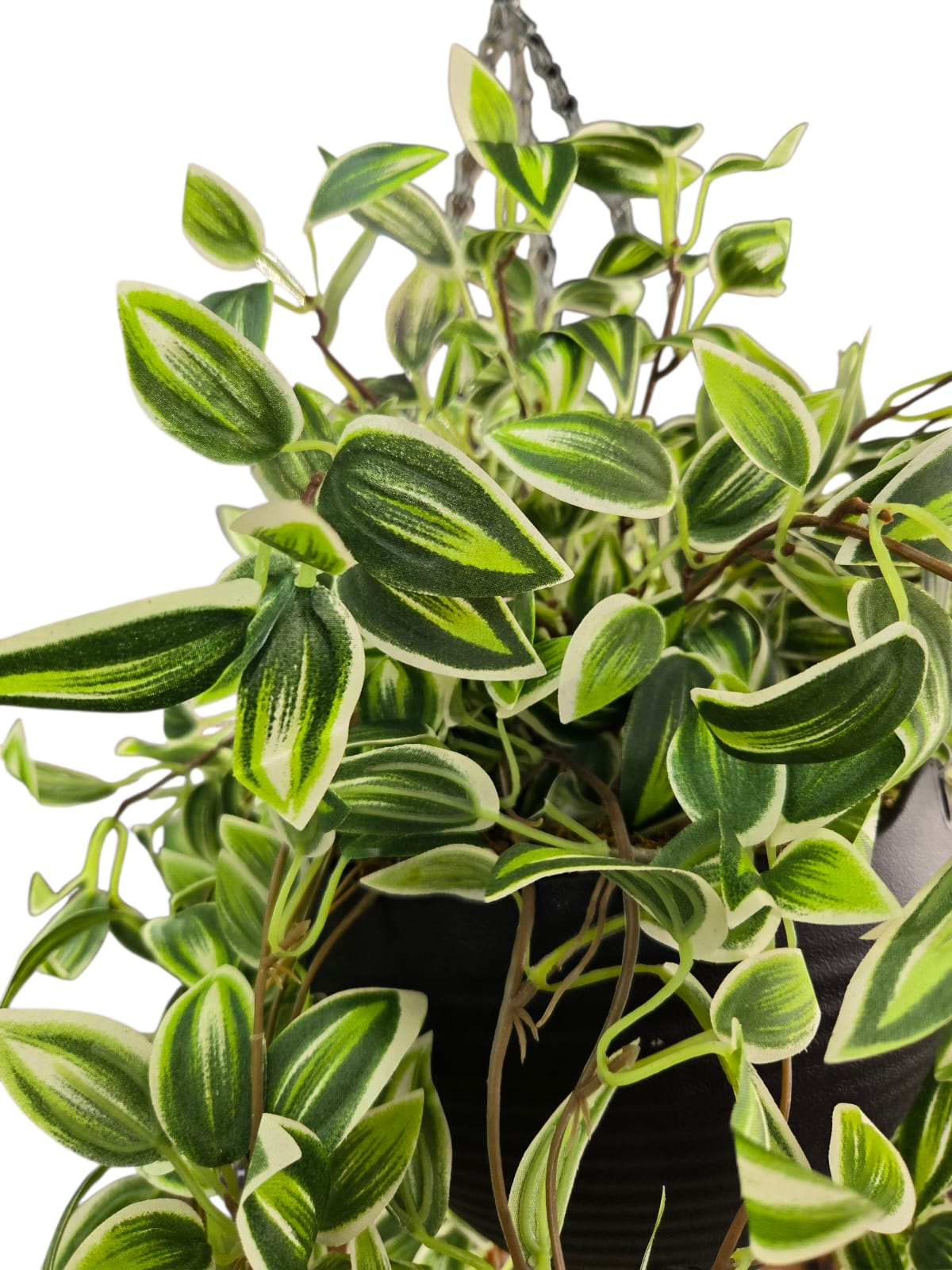 Tradescantia Fluminensis Variegated