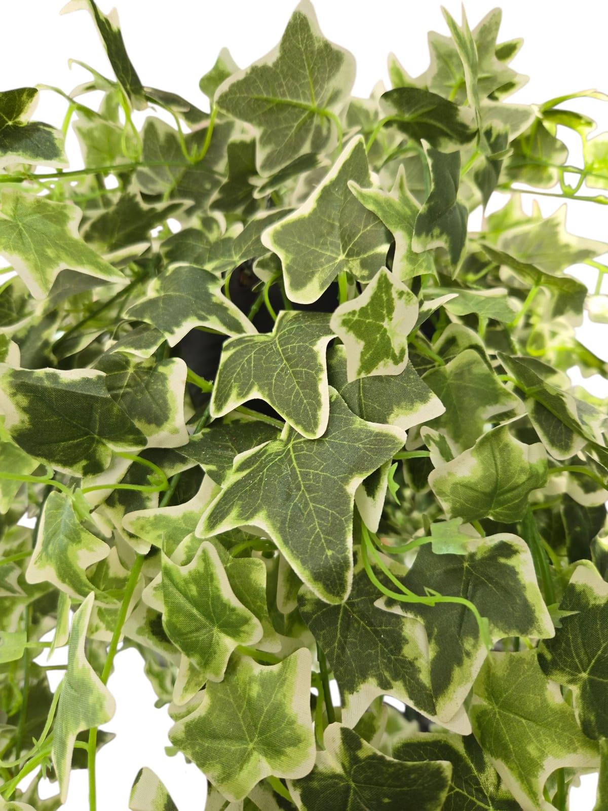 English Ivy Variegated