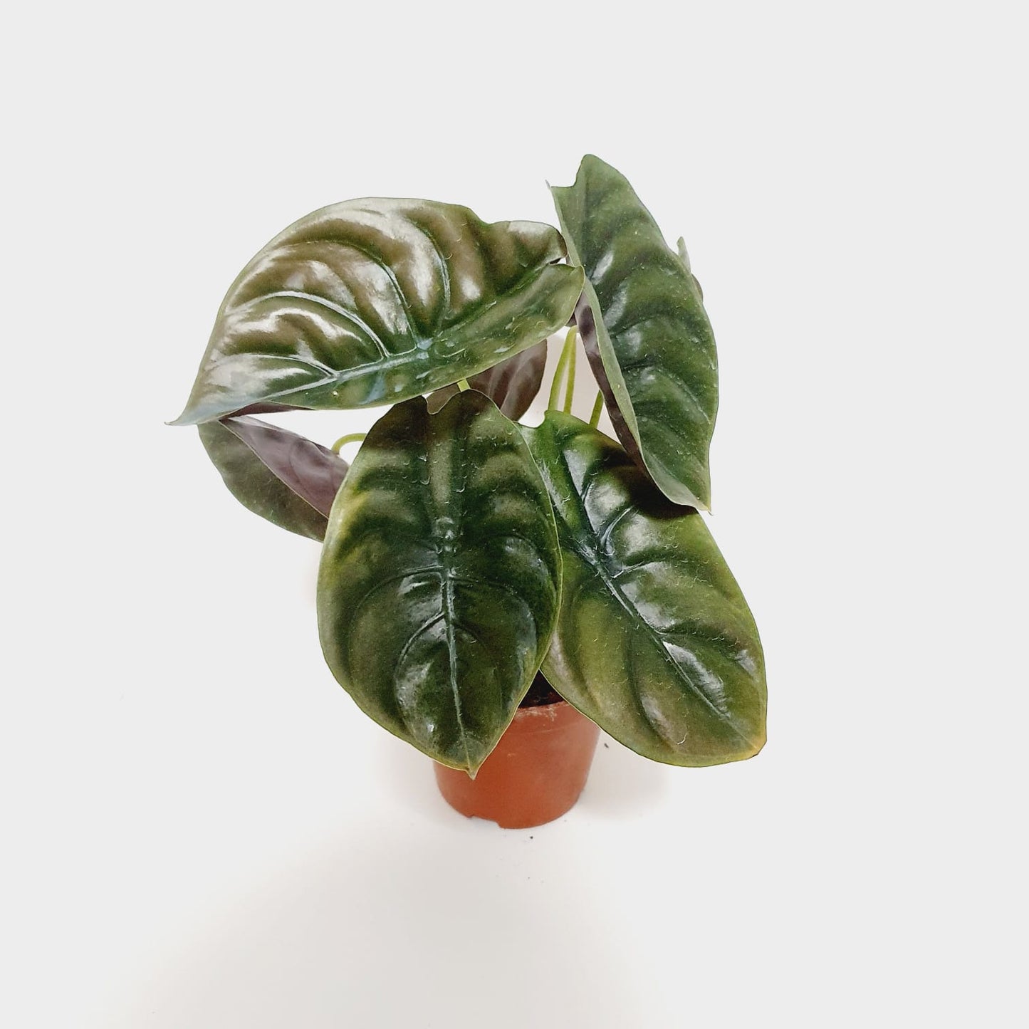 Alocasia Cuprea (Red Secret)