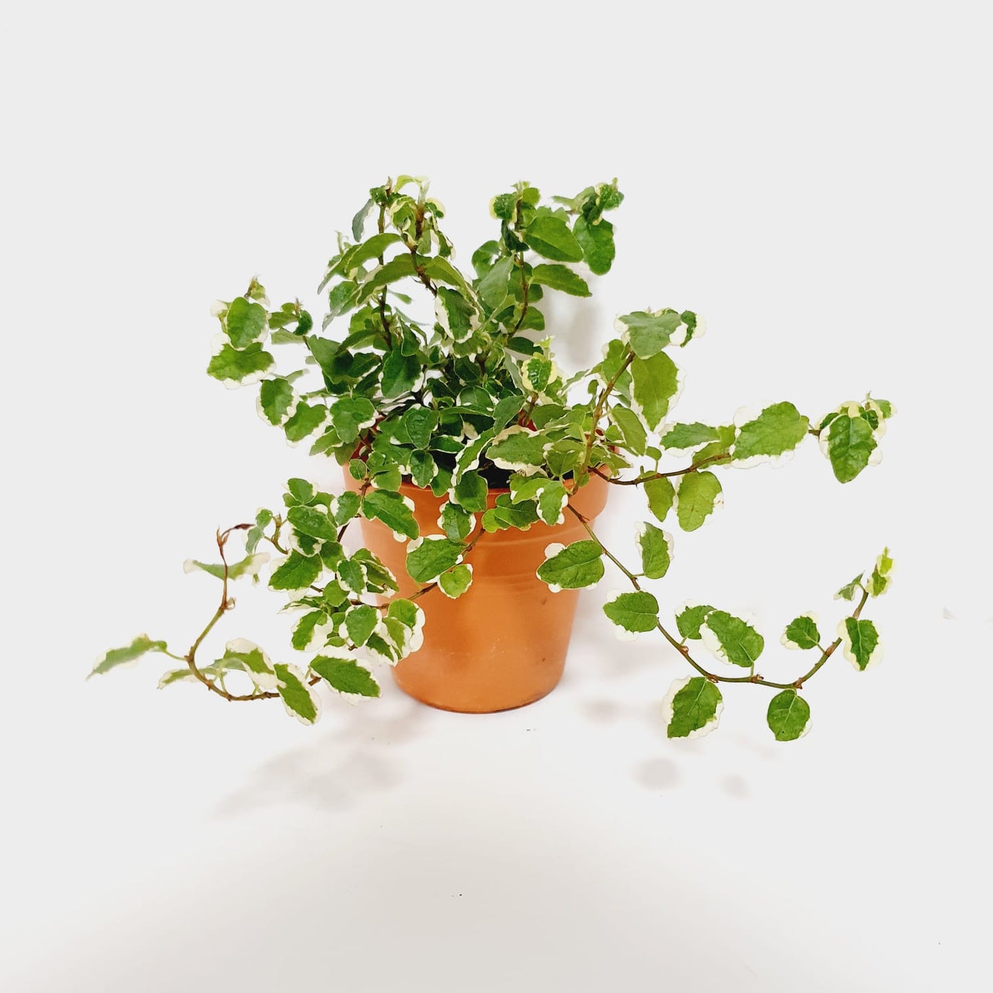 Ficus Pumila Variegated (White Sunny)