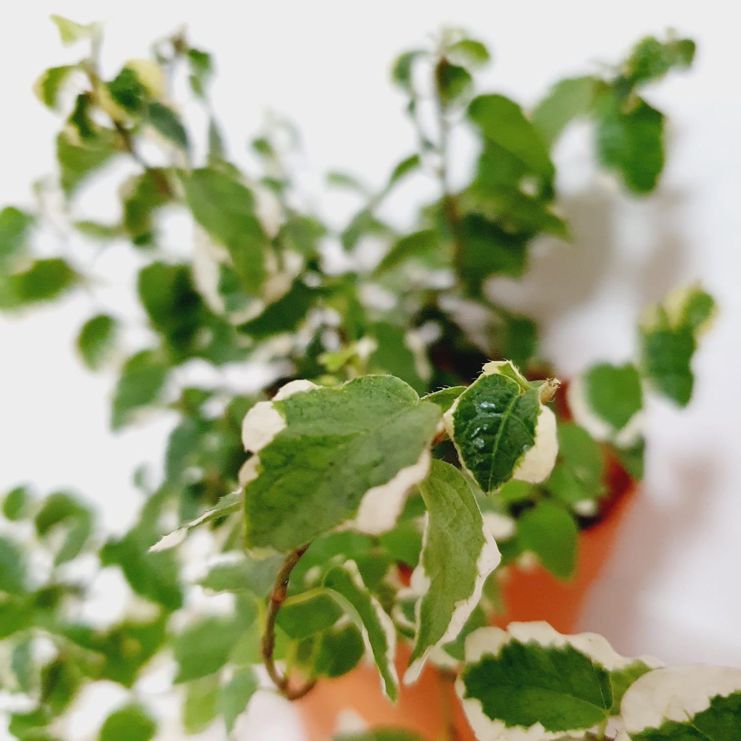 Ficus Pumila Variegated (White Sunny)