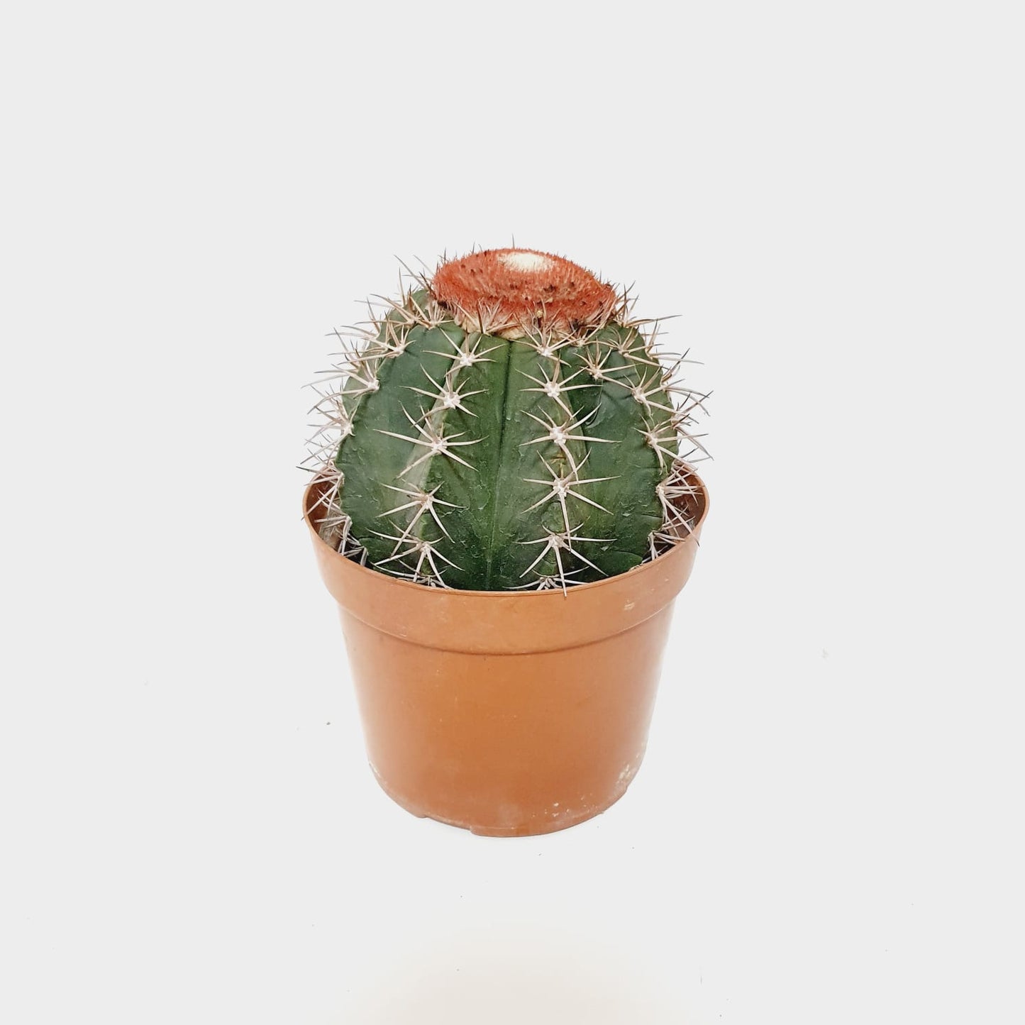 Melocactus Azureus (Turk’s Cap Cactus)