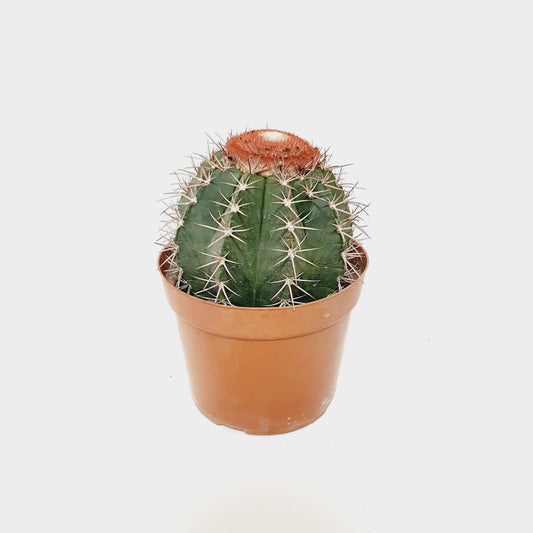Melocactus Azureus (Turk’s Cap Cactus)