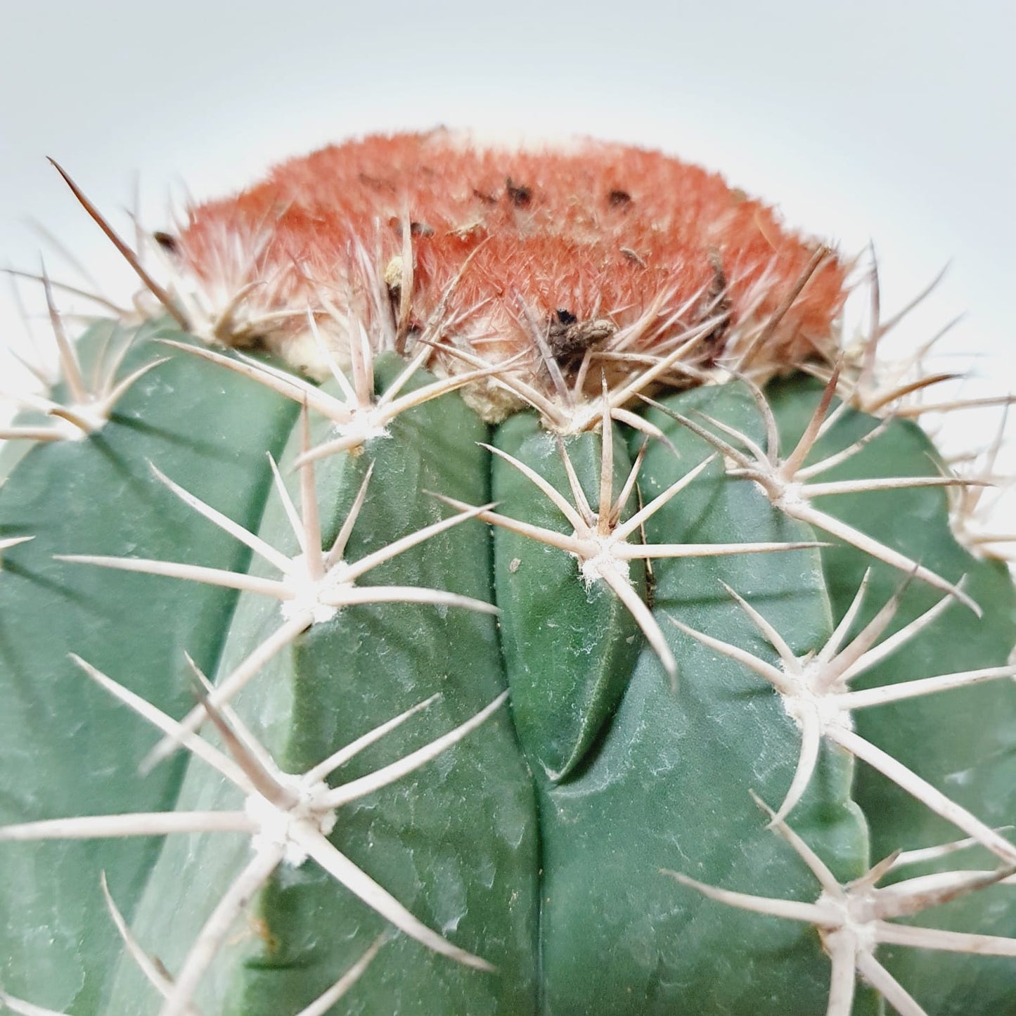 Melocactus Azureus (Turk’s Cap Cactus)