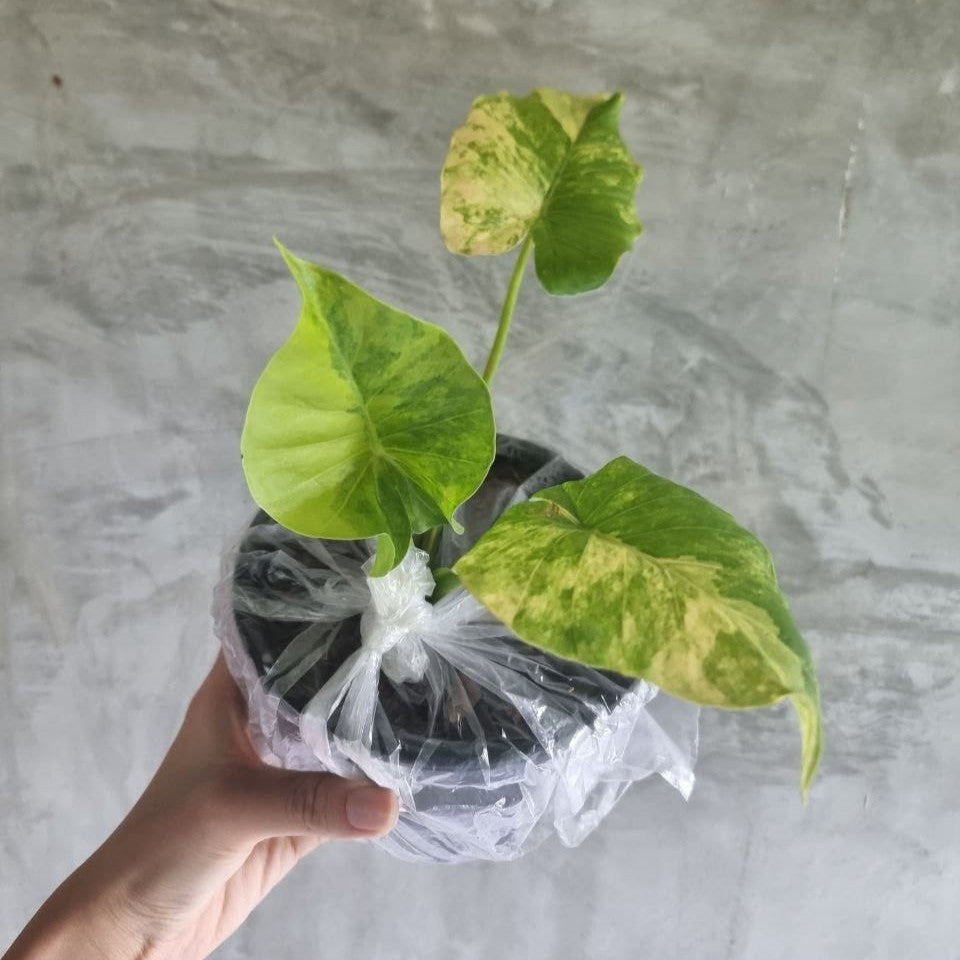 Alocasia Gageana Aurea Variegated