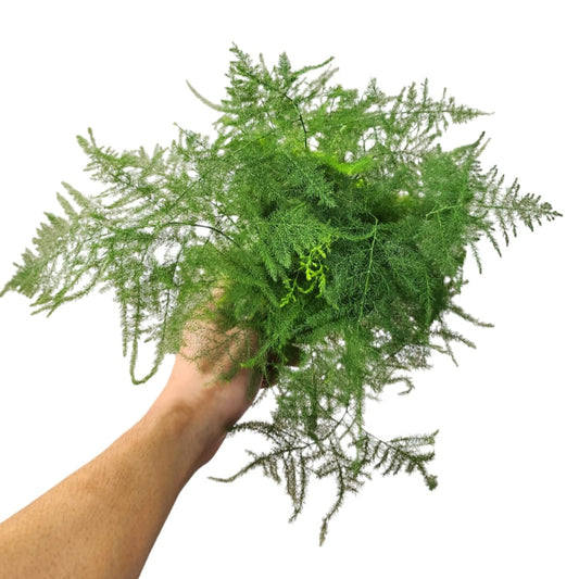 Asparagus Fern