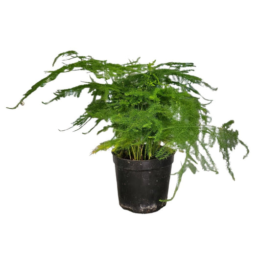 Asparagus Fern