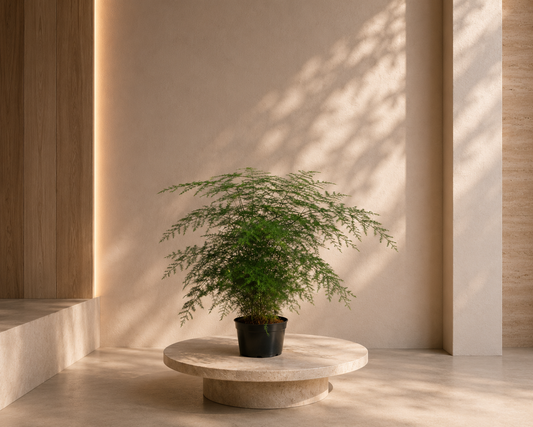 Asparagus Fern