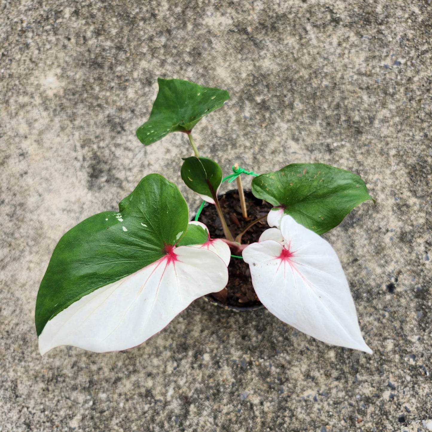 Caladium 7 Diamond