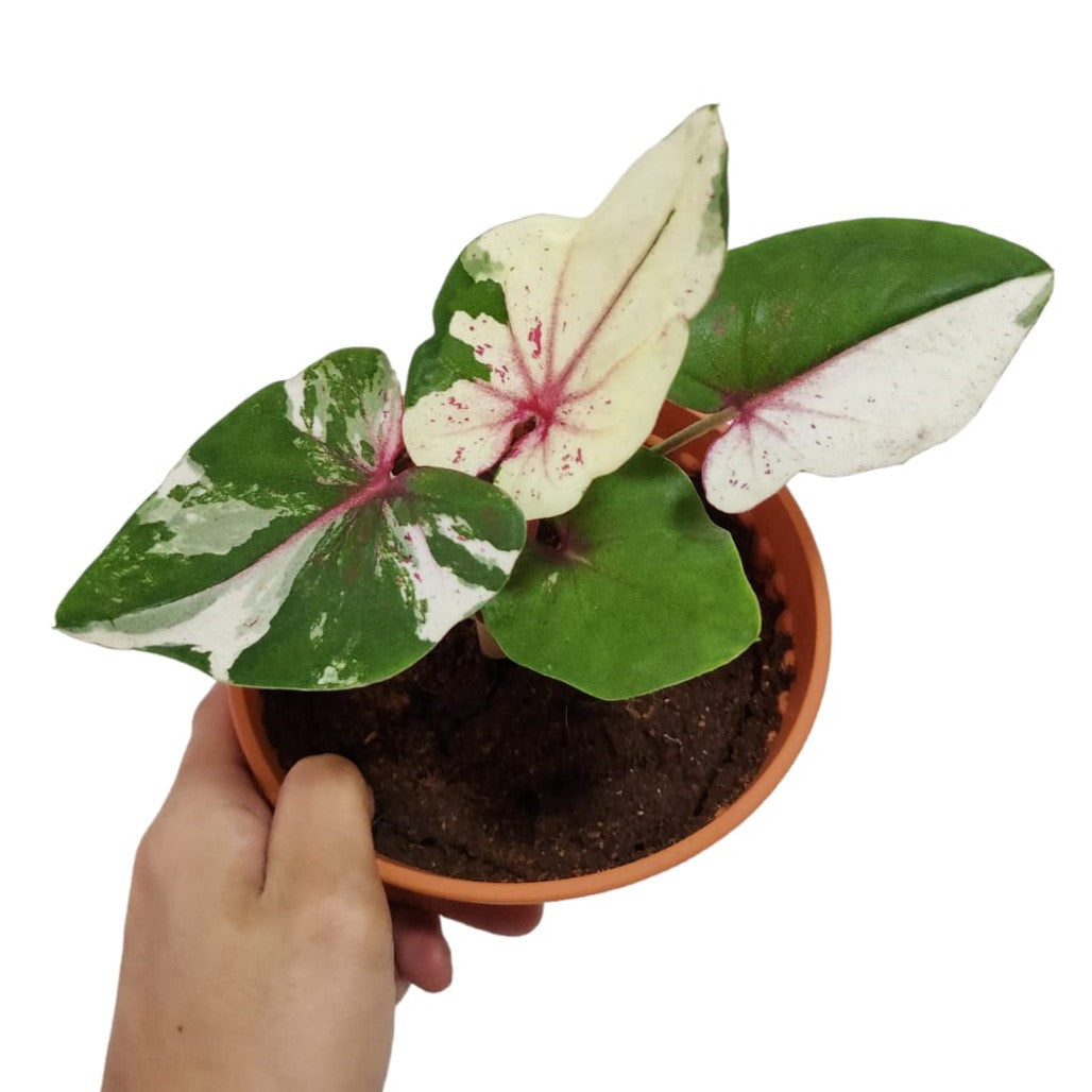 Caladium Chao Sua White Hybrid