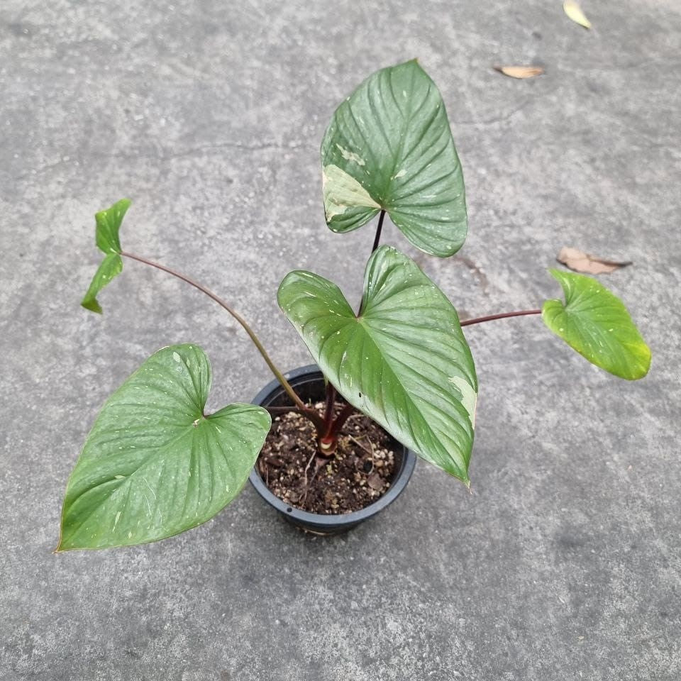 Homalomena Rubescens Variegated (Pink Splash) - (Small)