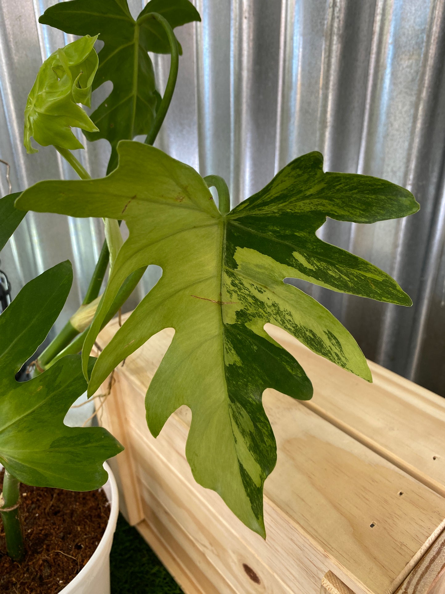 Philodendron Radiatum Variegated