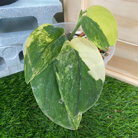 Scindapsus Jade Satin Variegated