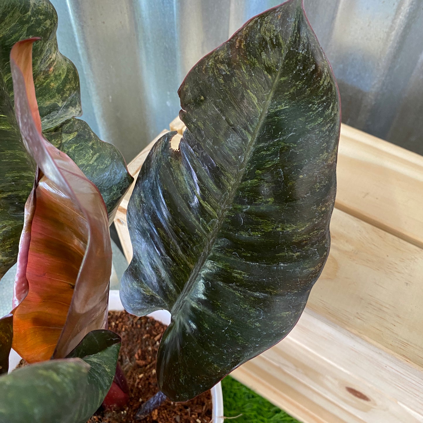 Philodendron Black Cardinal Splash