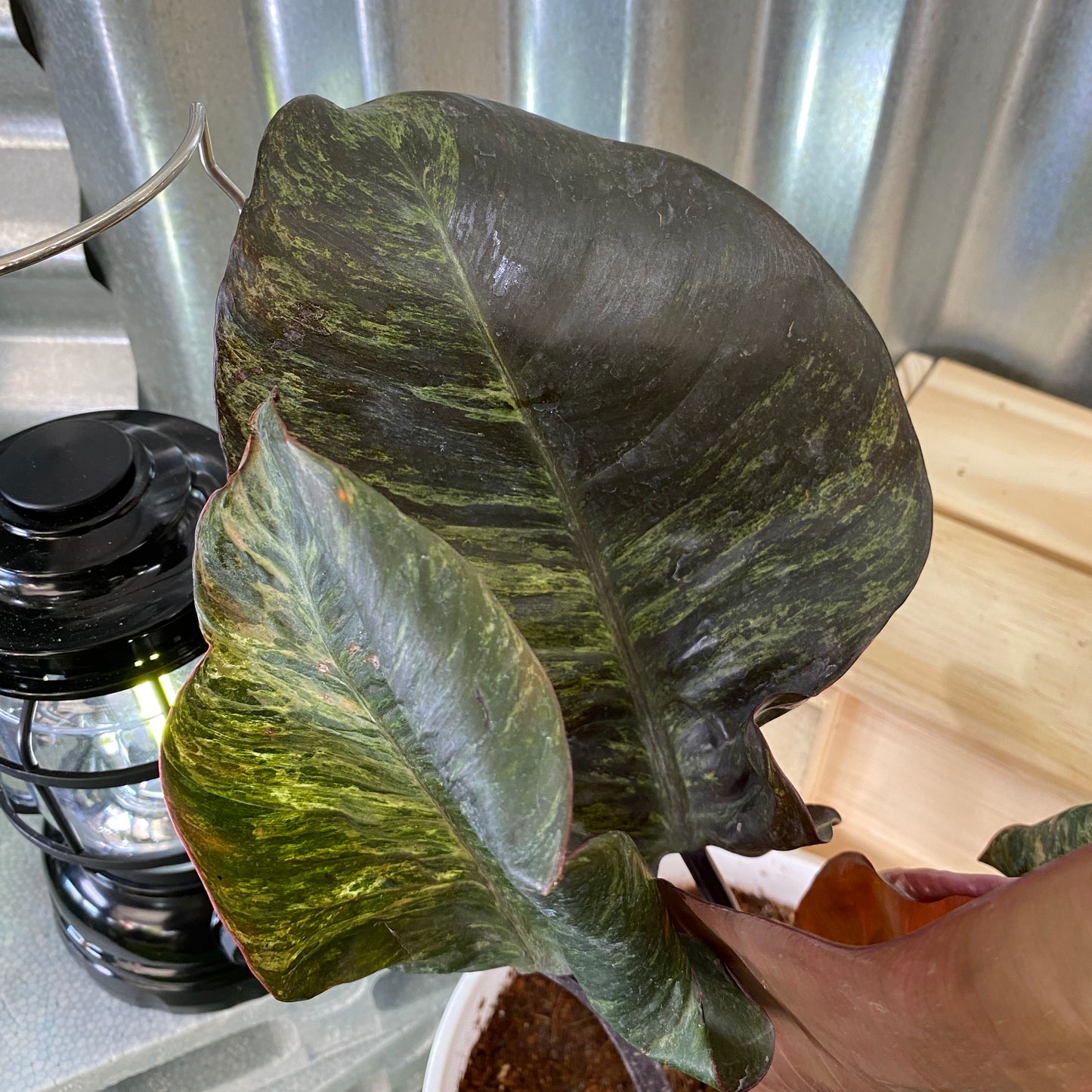 Philodendron Black Cardinal Splash