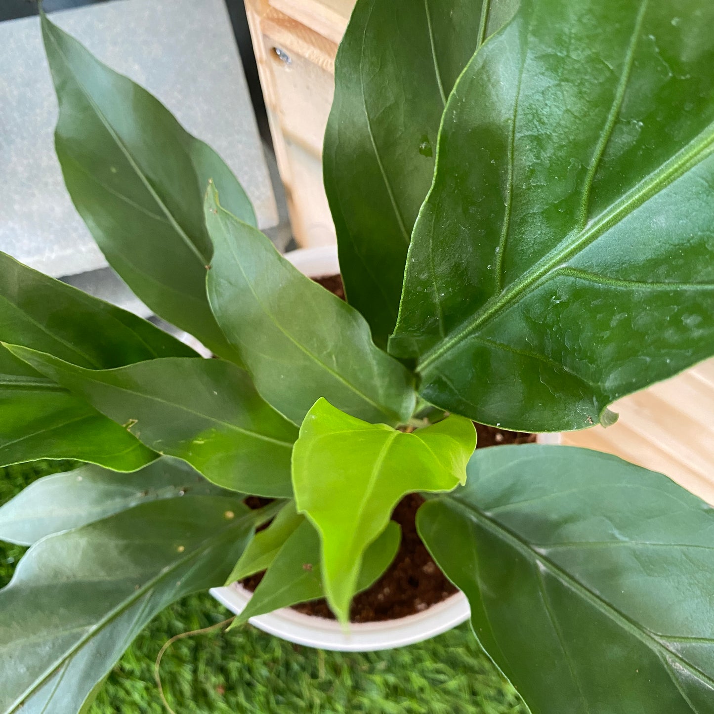 Anthurium Plowmanii