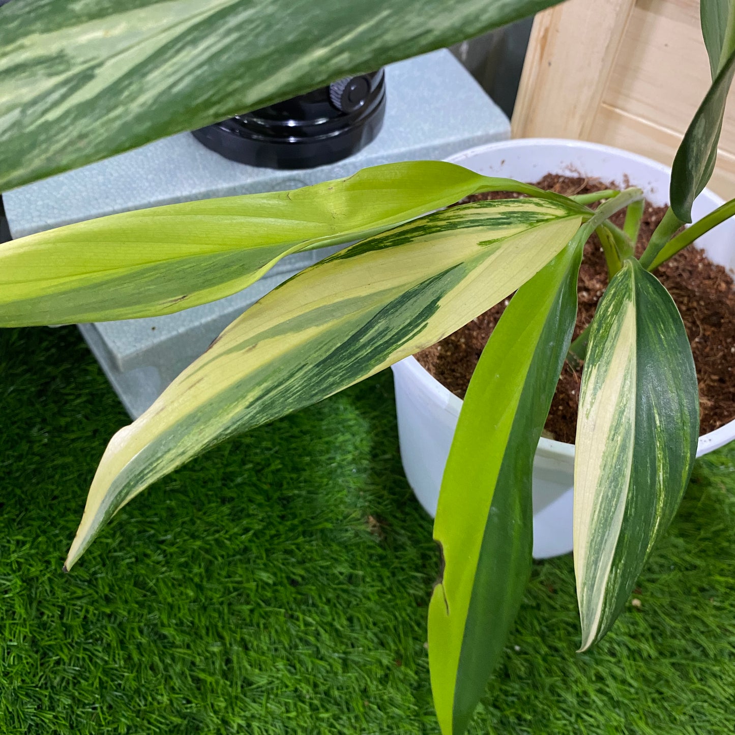 Epipremnum Amplissimum Variegated