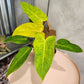 Philodendron Painted Lady