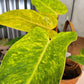 Philodendron Painted Lady