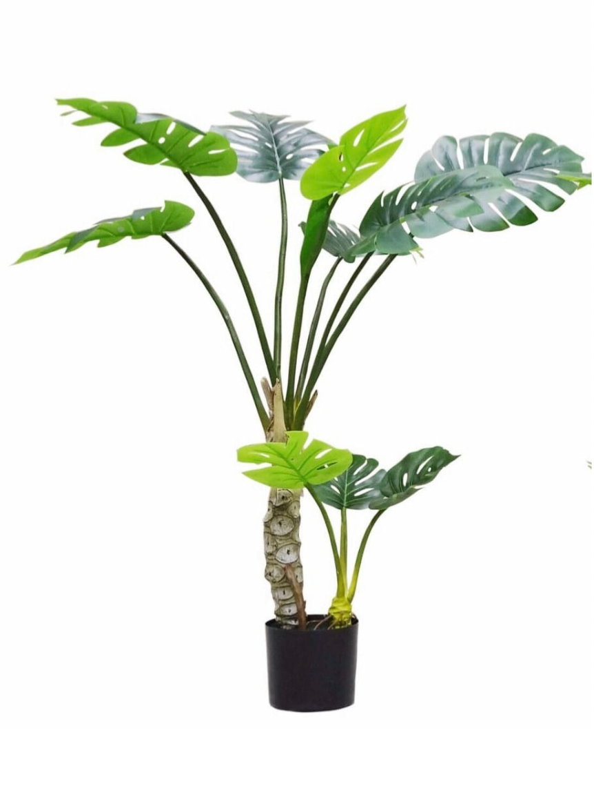 Monstera Deliciosa