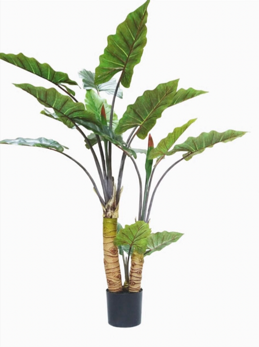 Alocasia Elephant Ear
