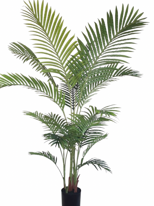 Areca Palm