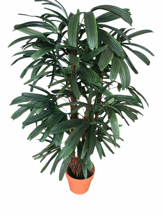 Rhapis Excelsa (Broadleaf Lady Palm)