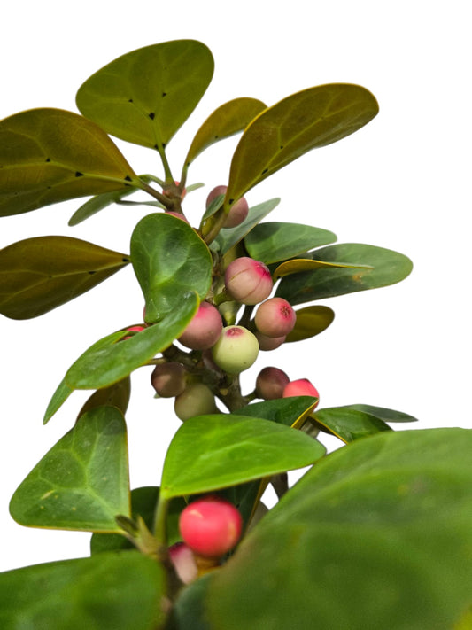 Ficus Deltoides