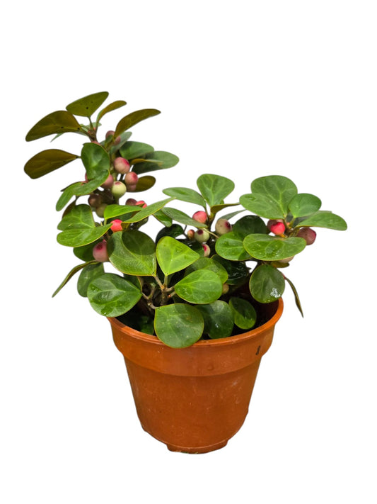 Ficus Deltoides