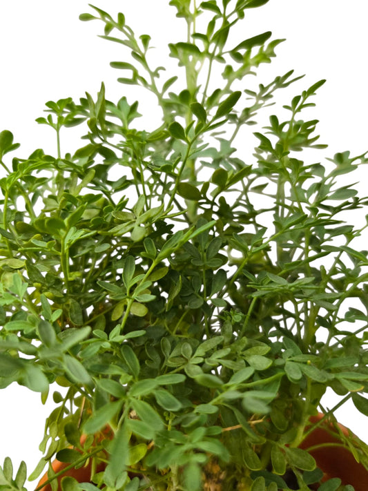 Ruta Graveolens