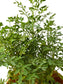 Ruta Graveolens