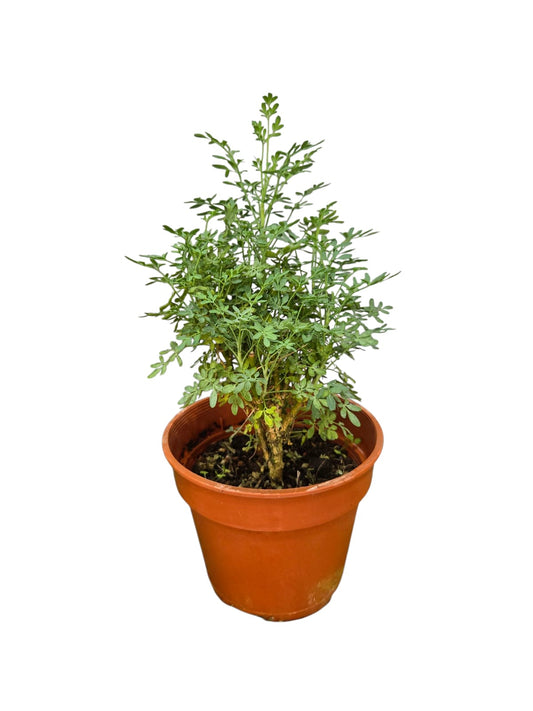 Ruta Graveolens
