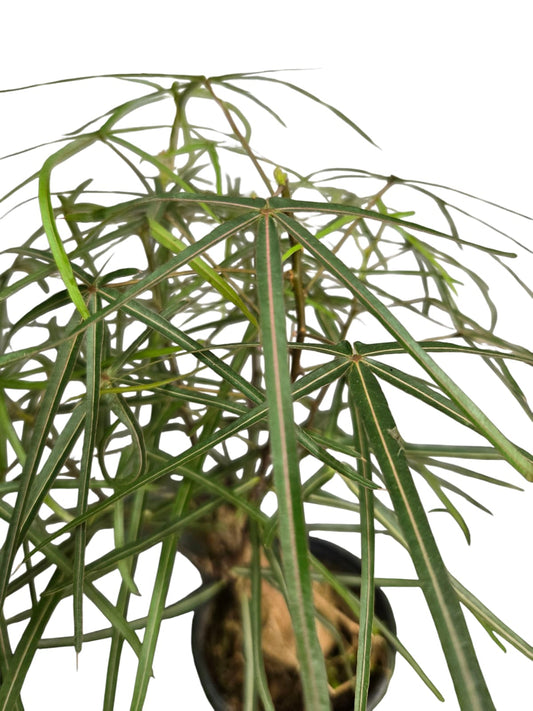 Brachychiton Rupestris (Bottle Tree)