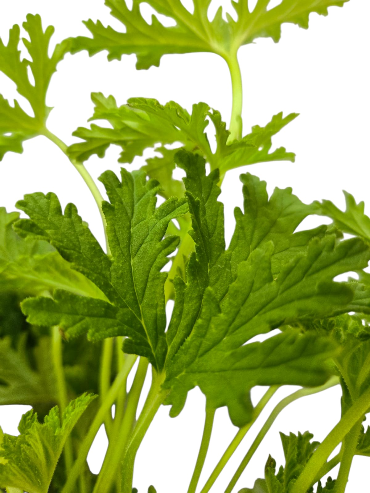 Citronella (Mosquito Plant)