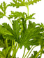 Citronella (Mosquito Plant)