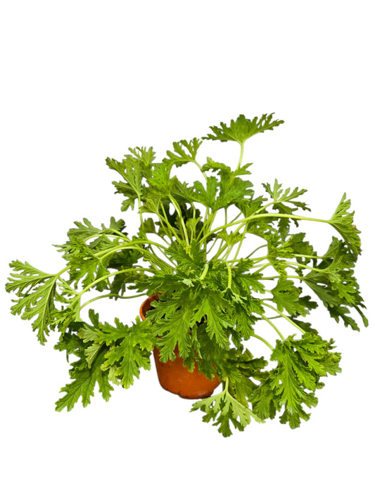 Citronella (Mosquito Plant)