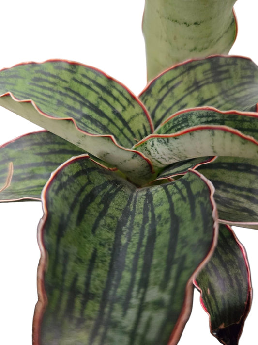 Sansevieria Cleopatra